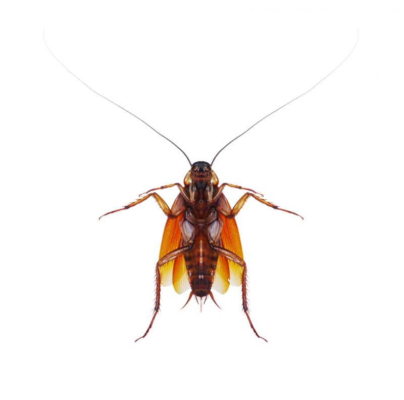 Health Risks Associated With Cockroaches Indoors