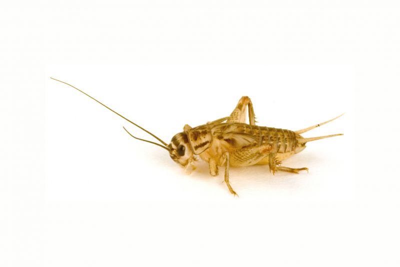 How Professional Cricket Pest Control Works