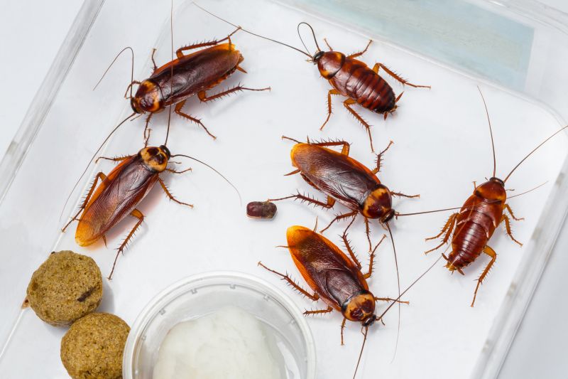 How Roaches Enter Buildings And Spread Quickly