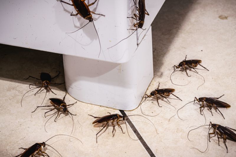 Signs You Have A Roach Infestation In Your Home Or Business
