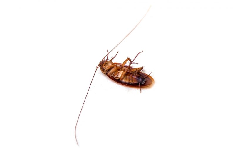 Signs You Have A Roach Infestation In Your Home Or Business
