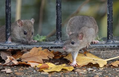 Get Effective Mouse Removal!