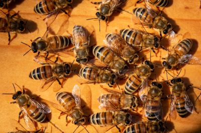 Get Pest Control of Bees!