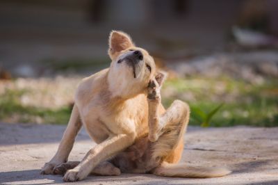 Improve Pet Health!