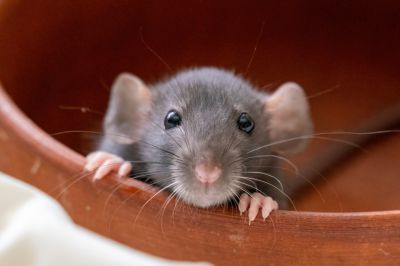 Prevent Reinfestation!