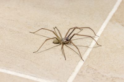 Get Effective Spider Pest Control!
