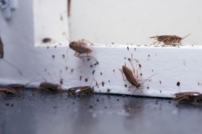 Get Pest Control Expertise!