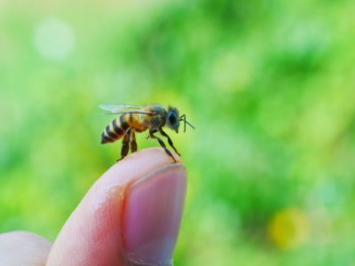 Get Safe Removal of Bees!