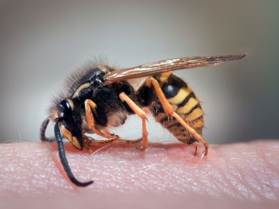 Prevent Wasp Stings!